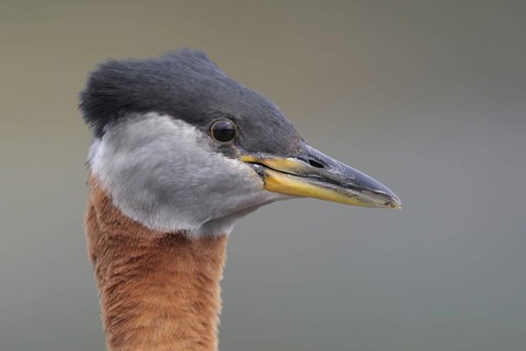 Red-necked Grebe (Podiceps grisegena), Alaska, USA
