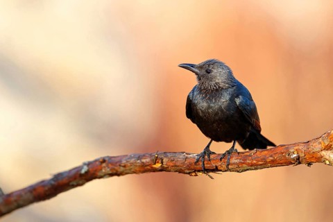 A Red-winged Starling on a perch, (Onychognathus morio), Africa, South Africa, KwaZulu-Natal,