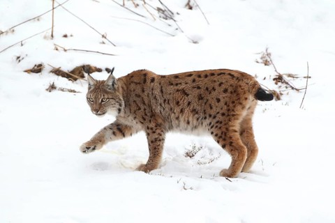 A lynx moves through the snow-covered forest. Its spotted coat stands out sharply against the white