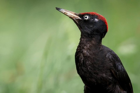 Black woodpecker (Dryocopus martius), male on forest, Castile and Leon, Spain