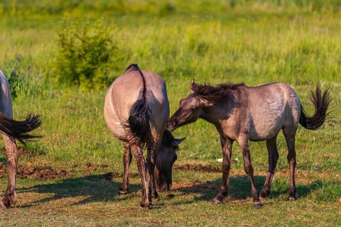 A herd of tarpans (Equus ferus) stands in a clearing in the Masuria tarpan horse reserve, belonging