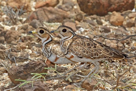 Three-banded Courser (Rhinoptilus cinctus), Lake Baringo, Kenya