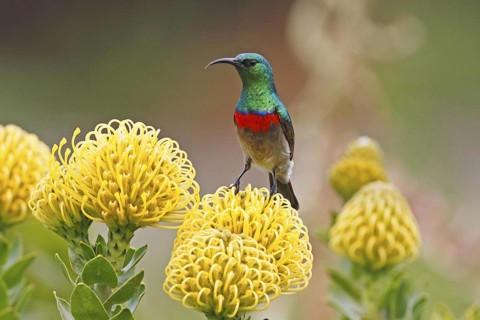 Southern Double-collared Sunbird (Cinnyris chalybeus) male, Western Cape, South Africa
