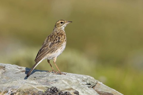 Australian Pipit (Anthus australis), Victoria, Australia