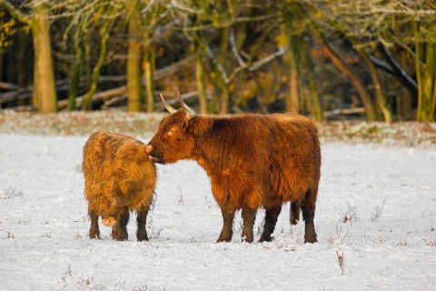 A highland cow (Bos primigenius taurus) grooms her calf on a snow-covered pasture at the edge of