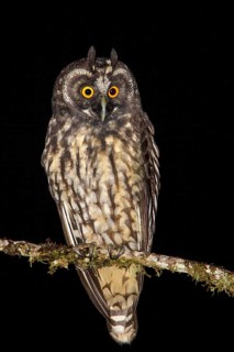 Stygian Owl (Asio stygius) perched on a branch in the Atlantic rainforest of southeast Brazil