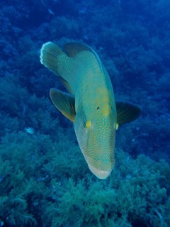Napoleon wrasse (Cheilinus undulatus)