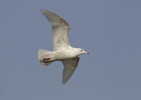 Iceland Gull (Larus glaucoides) juvenile flying, Ohio, USA