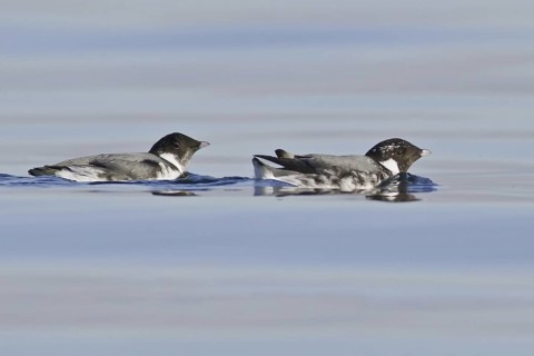 Ancient Murrelet (Synthliboramphus antiquus), British Columbia, Canada