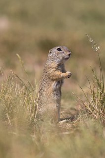One European ground squirrel (Spermophilus citellus) or European souslik feeding on seeds in tall