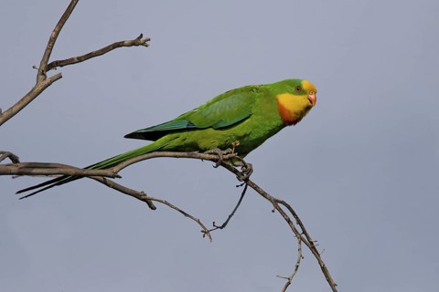 Superb Parrot (Polytelis swainsonii) male, Australian Capital Territory, Australia