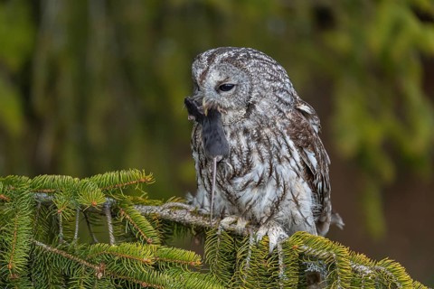 One tawny owl or brown owl (Strix aluco) sitting on a branch of a spruce tree, feeding on a mouse