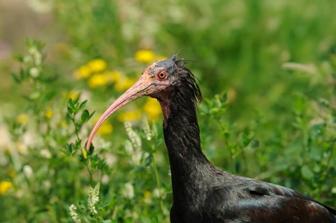 Close-up of an ibis in natural surroundings with green background and yellow flowers, Northern Bald