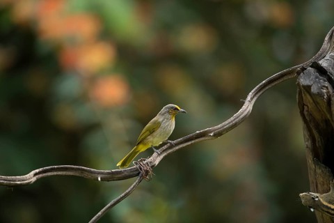 Striped-throated bulbul (Pycnonotus finlaysoni), Phetchaburi, Kaeng Krachan National Park, Thailand