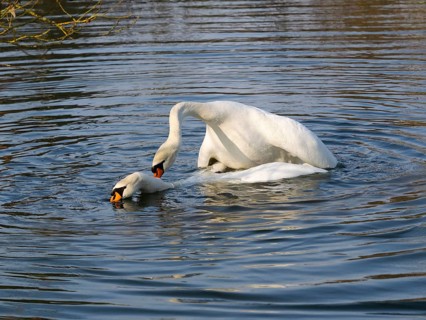 Mute Swans (Cygnus olor), a pair on a lake mating, Hesse, Germany