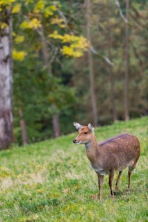 One female Manchurian sika deer or Dybowski's sika deer (Cervus nippon mantchuricus or Cervus