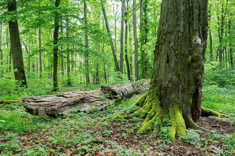Near-natural deciduous forest, copper beech (Fagus sylvatica) deadwood, Hainich National Park,