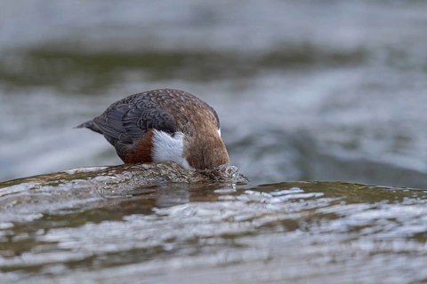 White-throated Dipper (Cinclus cinclus), Baden-Wuerttemberg, Germany