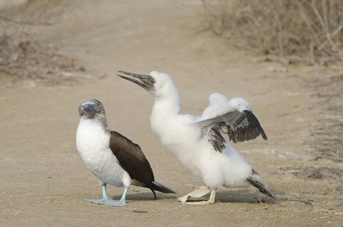 Blue-footed Booby (Sula nebouxii), juvenile beggs for food, Manabi, Ecuador