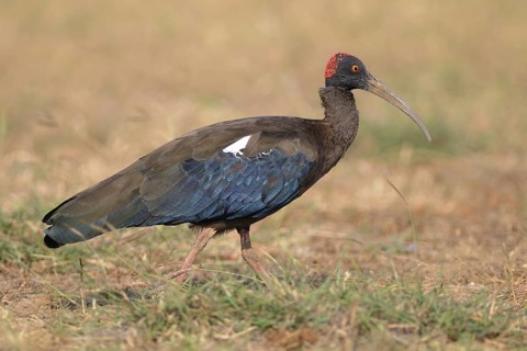 Red-naped Ibis (Pseudibis papillosa), India