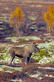 Moose, elk (Alces alces), adult bull, male foraging on the tundra in autumn, fall, Sweden,