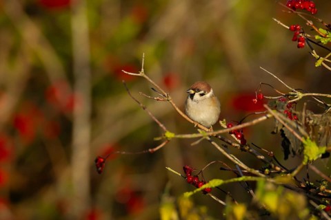 Tree sparrow (Passer montanus) adult bird in a hedgerow in winter, England, United Kingdom