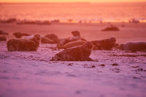 Grey seal (Halichoerus grypus) lying on the beach at sunset, Düne, Helgoland, Schleswig-Holstein,
