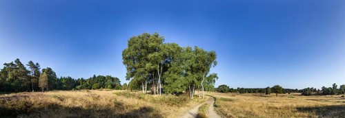 Landscape in the Lüneburg Heath with birch trees (Betula pendula) near Soltau, Heidekreis, Lüneburg