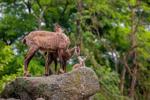 An adult female chamois (Rupicapra rupicapra) with her two cubs is standing on a rock. In the
