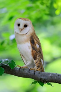 Barn owl (Tyto alba), adult, alert, on tree, Šumava, Czech Republic