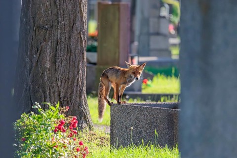 A mature red fox (Vulpes vulpes) stands on the edge of a water basin in a cemetery on a sunny day