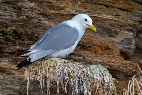 Dreizehenmöwe, Black-legged Kittiwake, Kittiwake, Rissa tridactyla, Mouette tridactyle, Gaviota