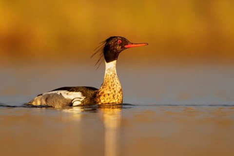Red-breasted Merganser (Mergus serrator) in a pond near Nome, Alaska