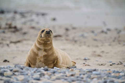 Grey seal (Halichoerus grypus) lying on the beach, Düne, Helgoland, Schleswig-Holstein, Germany