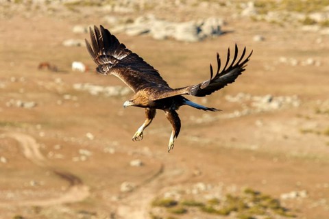 Golden Eagle (Aquila chrysaetos) female flying, Castile and Leon, Spain