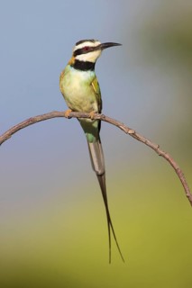 White-throated Bee-eater (Merops albicollis) perched on a branch, Lake Natron, Tanzania