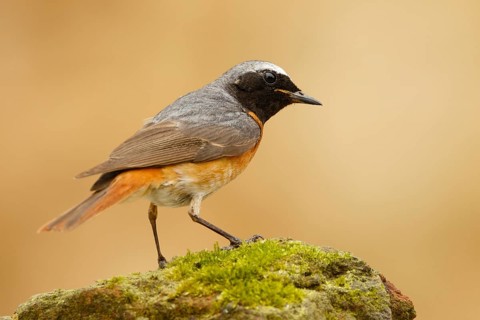 Common Redstart (Phoenicurus phoenicurus) male, Asturias, Spain