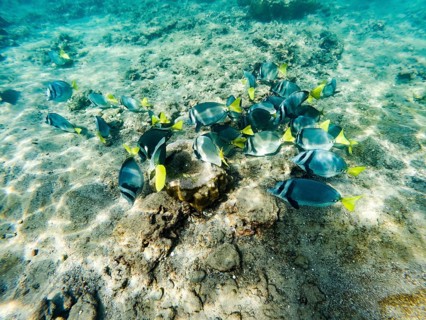 Razor surgeonfish (Prionurus laticlavius), underwater, Galapagos, Ecuador