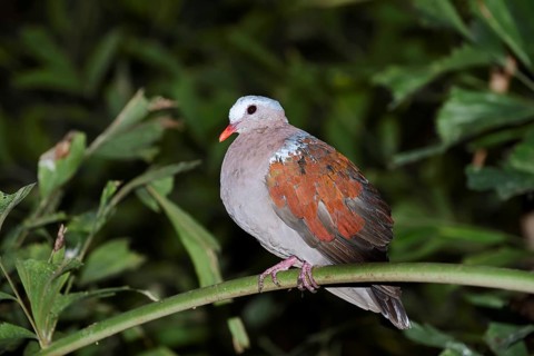 Grey-capped glossy pigeon or green-winged pigeon (Chalcophaps indica) sits on a branch, captive,