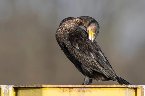 Great cormorant (Phalacrocorax carbo), preening itself, Emsland, Lower Saxony, Germany