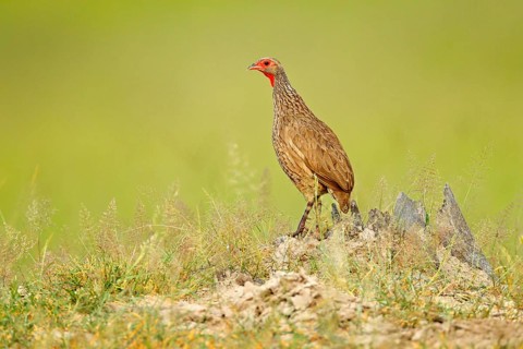 Red-necked Francolin, Pternistis afer, bird in the nature habitat, Okavango, delta, Botswana,