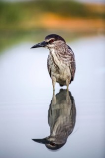 Black crowned night heron (Nycticorax nycticorax) in water with reflection, juvenile, Pusztaszer,
