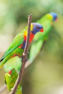 Rainbow Lorikeets (Trichoglossus haematodus), Lone Pine Koala Sanctuary, Brisbane, Queensland,