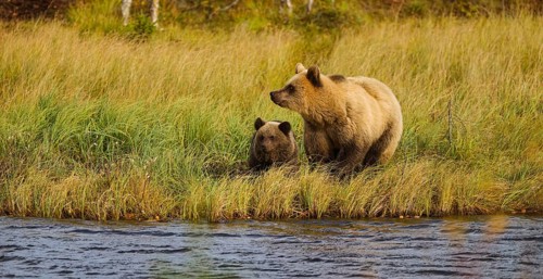 Female bear with cub (Ursus arctos), strikingly light-coloured fur, in tall grass by the water,