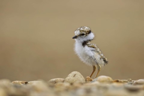 Little Ringed Plover (Charadrius dubius) chick, North Rhine-Westphalia, Germany