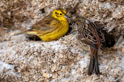 Emberiza citrinella, goldammer, yellowhammer, birds, female, male, passeri, songbirds, songbirds,