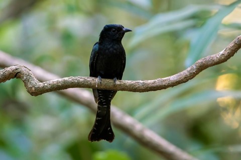 Square-tailed Drongo-Cuckoo (Surniculus lugubris) perched on a branch, Di Linh, Vietnam