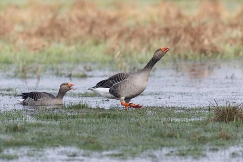 Greylag geese (Anser anser), Lower Saxony, Germany