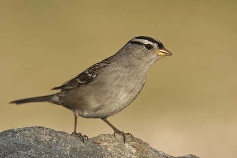 White-crowned Sparrow (Zonotrichia leucophrys), Arizona, USA