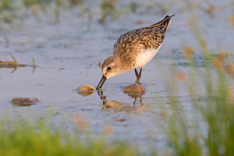 Animals, Birds, Little Sandpiper, (Calidris minuta), Biotope, Habitat, Foraging, Migratory bird,